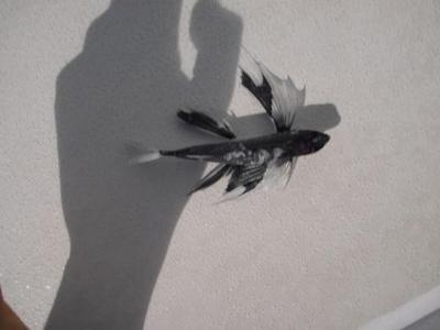 ODE à Saint Hélène