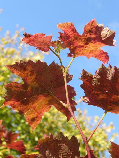 La feuille flétrie (Elisa Mercoeur)