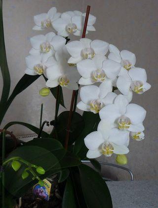 Phalaenopsis