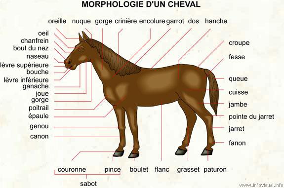 http://d.vaucenans.free.fr/Blog/wp-content/uploads/071-morphologie-cheval.jpg