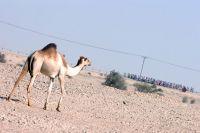 Le peloton visite le désert qatari