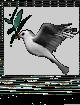 oiseaux-colombes-3.gif