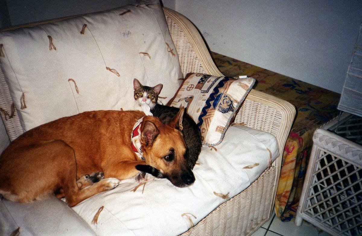 Une histoire d'amour entre chien et chat...