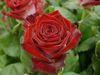 rose symbole l'amour
