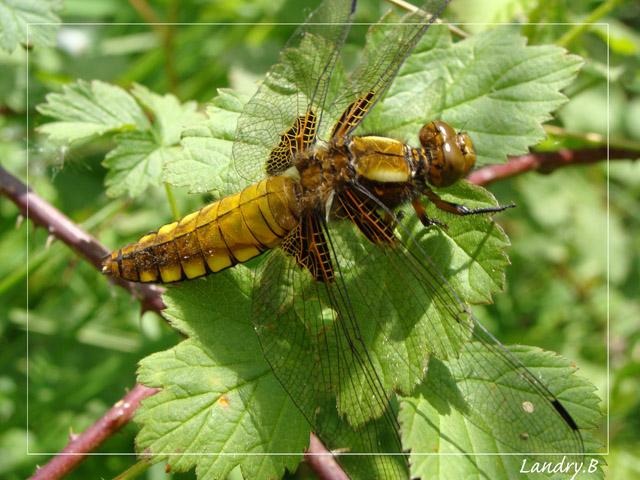 OUDON, village du bord de Loire