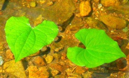 coeurs_verts