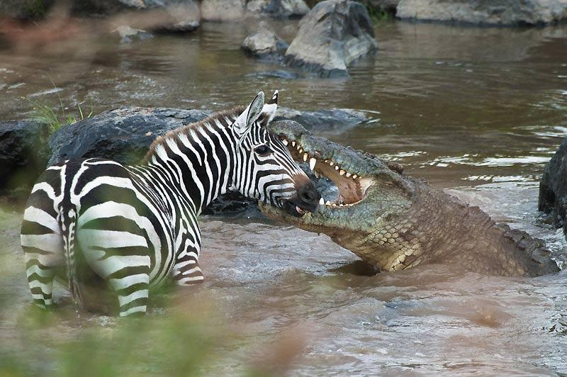 A les cros cros cros… scène incroyable au Kenya : celle d’un zèbre qui se bat pour se libérer des mâchoires acérées d’un crocodile. Lors de la saison sèche, la soif oblige les animaux à boire directement dans le fleuve Mara, quitte à oublier le danger. 