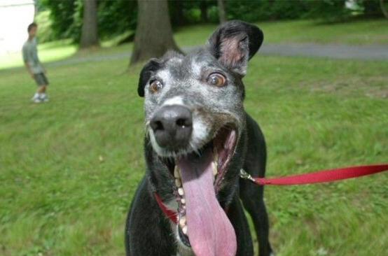 La St Valentin à poils.....