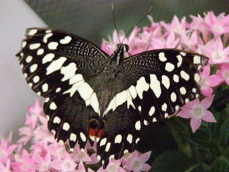 Trois pincées de poésie (Thierry Cazals)