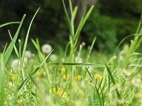 Coriandre et Cardamome