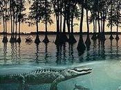 Blues Louisiane dossier