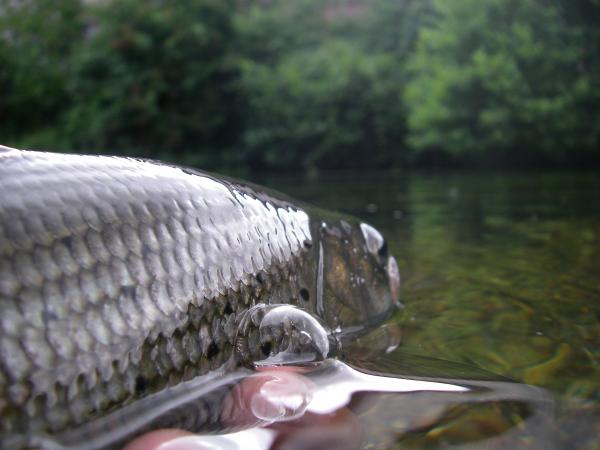 AND THE WINNER IS : / LE GAGNANT EST: