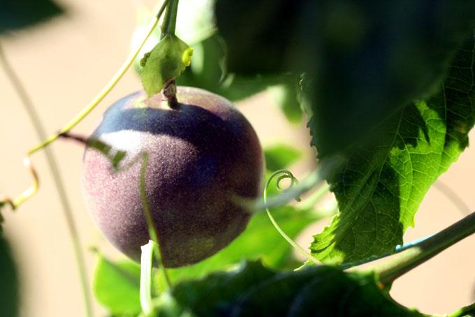 パッションフルーツ Maracujá  passion fruit passion violet