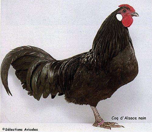 Coq d'Alsace nain