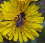 abeille31                Les propriétés du miel