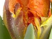 nouvelle tulipe: Irene Parrot