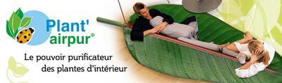 Plant'airpur, le pouvoir purificateur des plantes d'intérieur Plant'airpur, le pouvoir purificateur des plantes d'intérieur