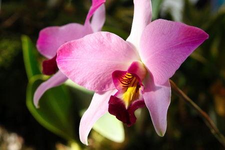 fleur_orchidee8209