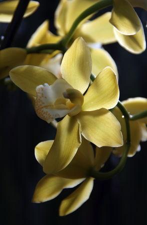 fleur_orchidee3178