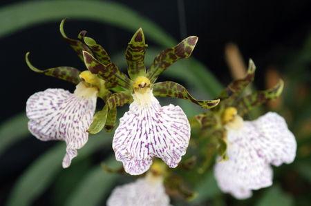 fleur_orchidee8182
