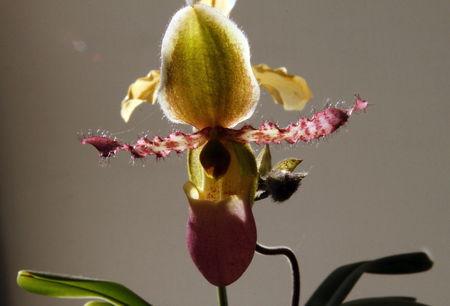 fleur_orchidee8194