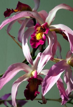 fleur_orchidee8215