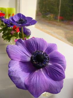 anemone-bleue.jpg