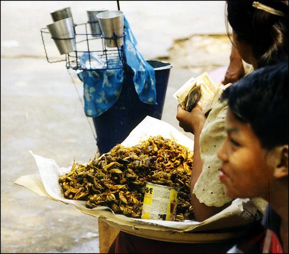 birmanie-rangoon-criquets-frits.1262171361.jpg