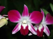 Orchidée Dendrobium