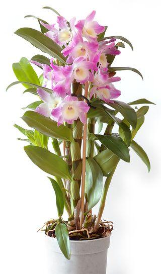Dendrobium-Starclassnobilaka