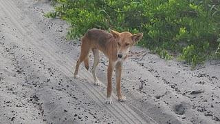 Track en 4x4 sur Fraser Island