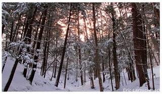 Forêt Canadienne en hiver