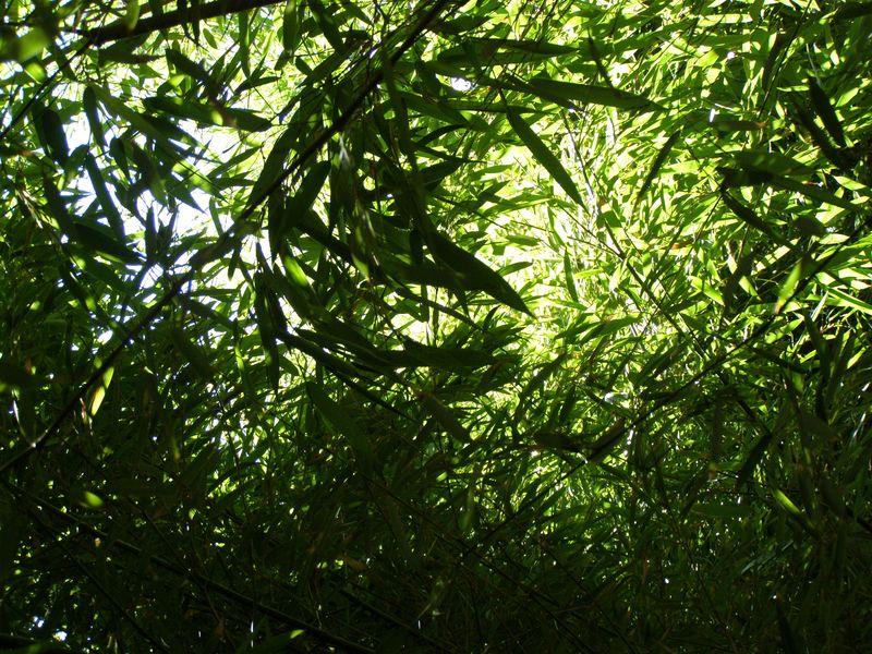 Fouillis des bambous (Jean-Paul Hameury)