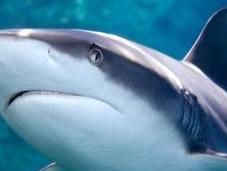 pays s'engagent protéger espèces requins menacées