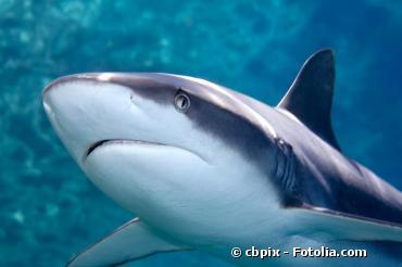 113 pays s'engagent à protéger les espèces de requins menacées