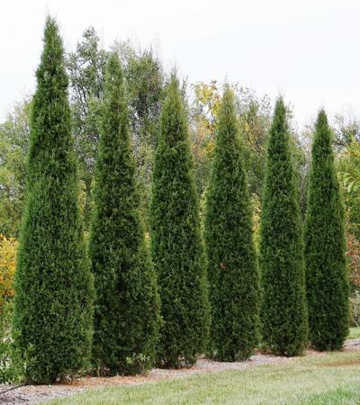 juniperus-virginiana