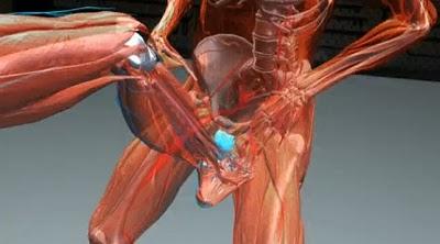 La science du cassage de noix.