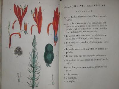 Le recueil de plantes coloriées... par Jean-Jacques Rousseau