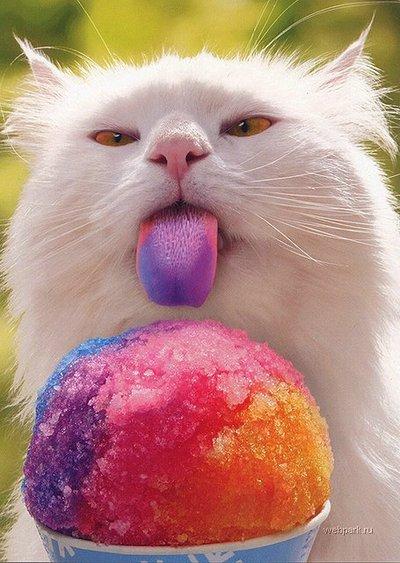 Un chat gourmand avec une langue violette qui mange une glace < Photo humour