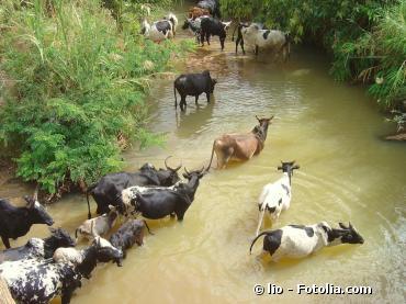 FAO : Investir dans un élevage plus durable