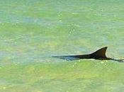 Bébêtes pacifiques Calédonie.