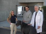 chien plus grand monde