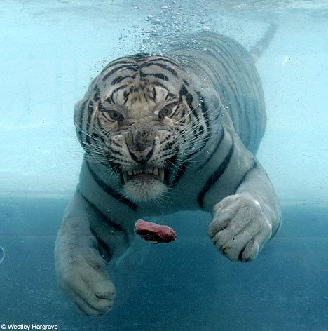 tigre-blanc-sous-l-eau-3