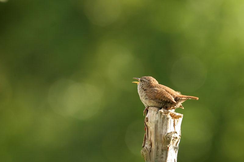Je chante je chante (Ali Hamouda)