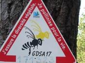 déclin régulier colonies d'abeilles depuis 1965