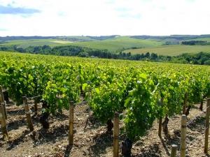 L’oenotourisme ou comment découvrir les vignobles de France pendant son citybreak