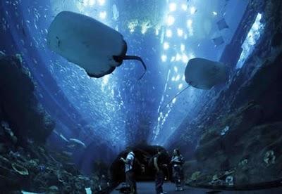 Dubai Mall : une fuite dans un aquarium contenant des requins