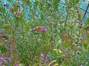 nature réveille... journal février 2010