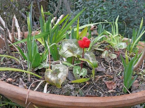 La nature se réveille... : journal du 26 février 2010