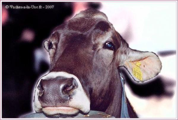 Les agriculteurs sont-ils des veaux ?